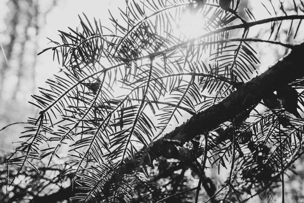 Fotografie schwarzweiss Priska Leutenegger